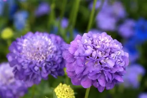 Planting og stell av scabiose: Slik blomstrer den hele sommeren