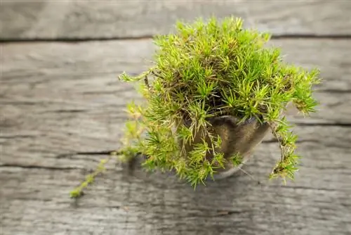 Star moss: How to create the perfect garden design