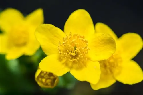 Marsh Marigold: Kijani kizuri kwa maeneo yenye unyevunyevu