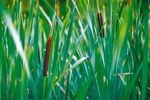 Cattails sa pond: pangangalaga, lokasyon at pagpapalaganap