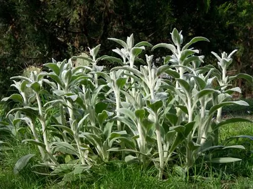 Stachys byzantina