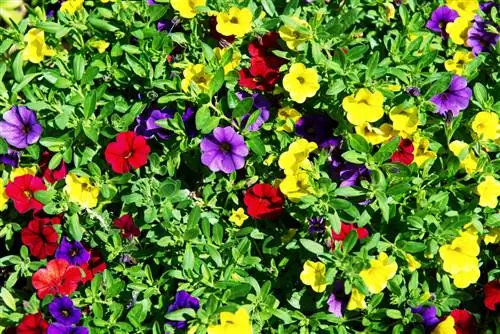 Calibrachoa