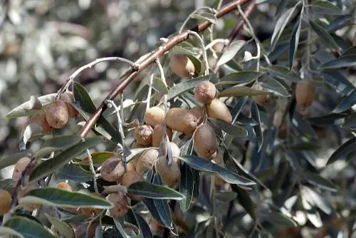 Olive willow: Mediterranean flair with low maintenance requirements