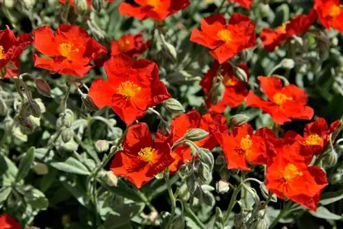 Piantare fiori di campo sul balcone: perché e come?