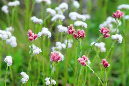 Antenneria dioica