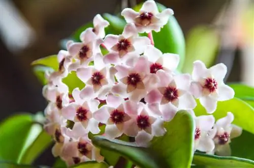 flor de porcelana hoya carnosa