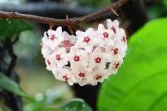 flor de porcelana hoya