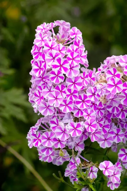 giống kháng nấm mốc phlox