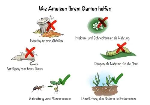 Mieren in de tuin: hoe mieren uw tuin helpen