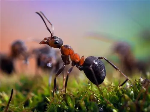 ants-in-the-garden