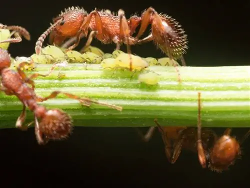 ants-in-the-garden