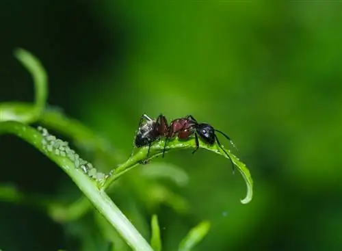 mieren-in-de-tuin