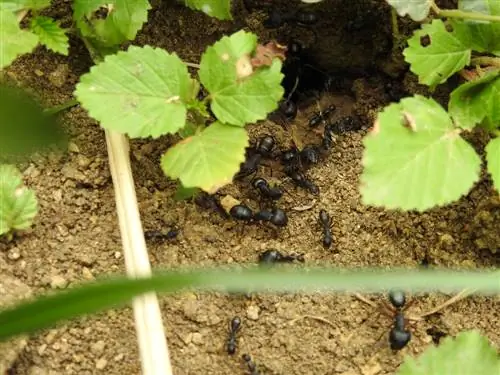 Ants in the garden: useful or harmful to plants?