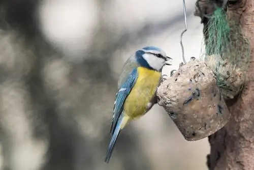 Make your own suet balls