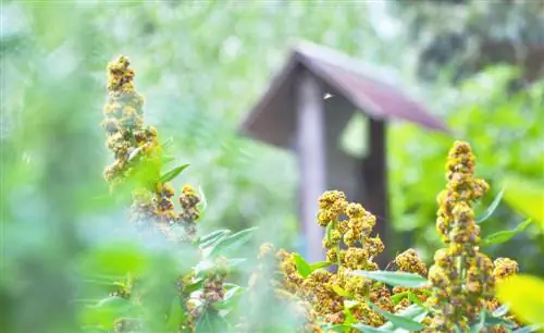 የ quinoa እርባታ