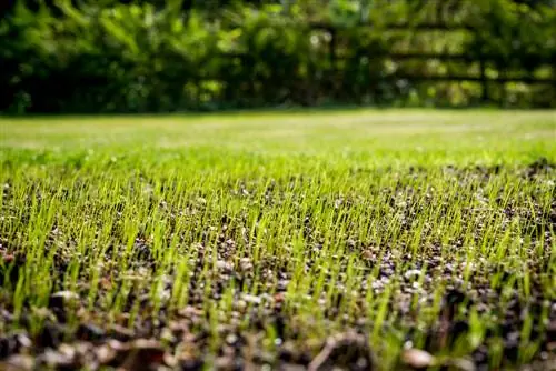 Perbaharui rumput anda: arahan & petua langkah demi langkah