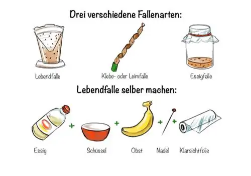 Catching fruit flies: Three different types of traps (live trap, glue or glue trap and vinegar trap - this is how you make a live trap yourself