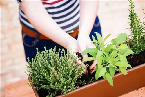 Construisez votre propre escalier d'herbes aromatiques : instructions en bois et en pierre