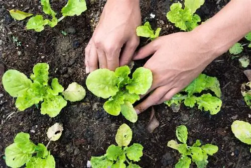 para cultivar vegetales