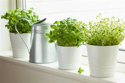 herb garden kitchen