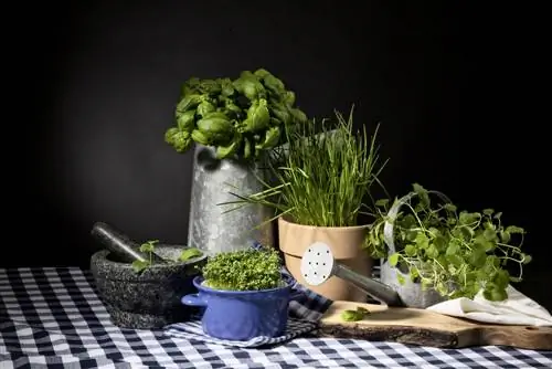 cuisine de jardin d'herbes aromatiques