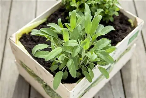 cuisine de jardin d'herbes aromatiques