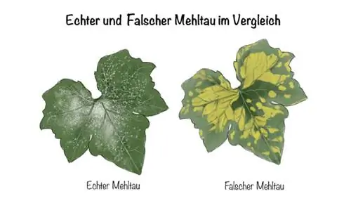 Oïdium des rosiers: comparatif du vrai et du mildiou