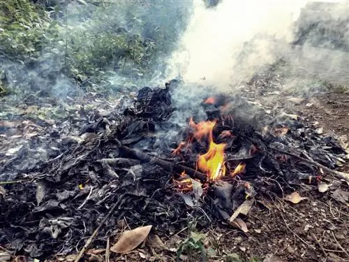 Pagtapon ng basura sa hardin: pinapayagan o bawal ang pagsunog?