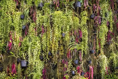 Hanging gardens: fascination then and now