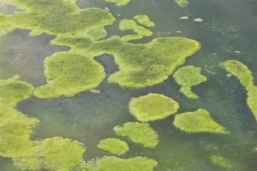 водоросли в пруду