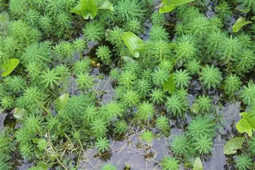 alga-dalam-kolam