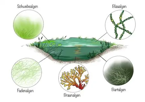 Alga di kolam: jenis alga