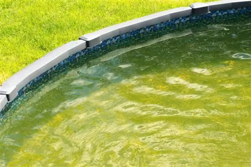 algae-in-the-pool