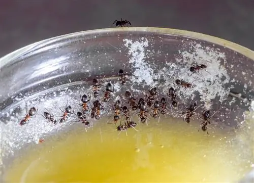 baking soda against ants