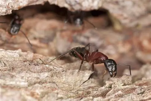 baking soda against ants