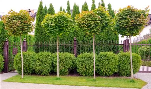 Rozen als standaard: Zo breng je elegantie in de tuin