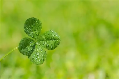 4-leaf clover: Lahat tungkol sa sikat na simbolo ng suwerte