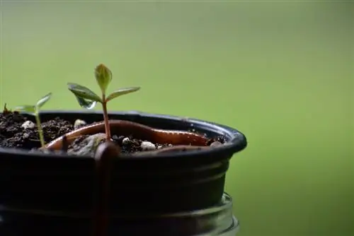 ফুলের পাত্রে কৃমি