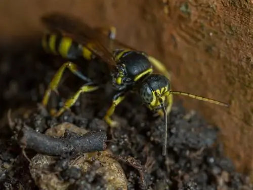 wasp-nest-in-a-flower-pot