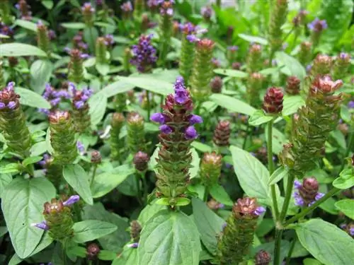 males herbes reptants a la gespa