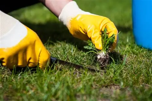 rumput liar yang merambat di halaman rumput