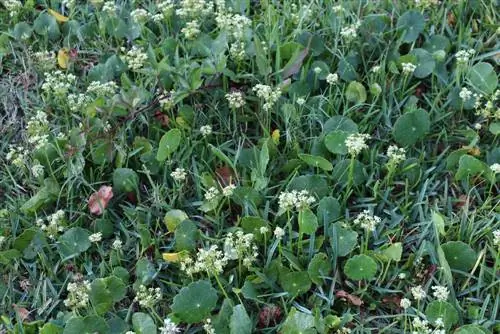 Males herbes rastrejadores a la gespa? A continuació s'explica com combatre'l