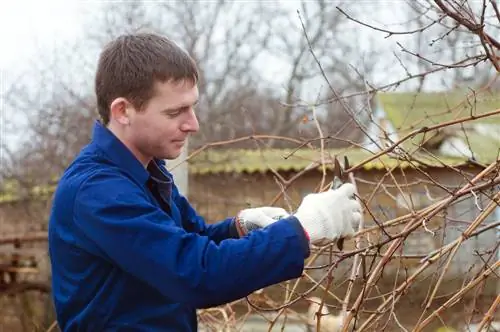 trees-and-shrubs-cutting-in-February