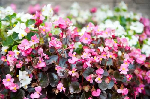 Ice begonias: easy to care for and blooming – this is how it works