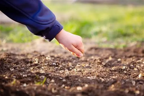 Sembrar pasto para abejas: así se puede crear un oasis apto para las abejas