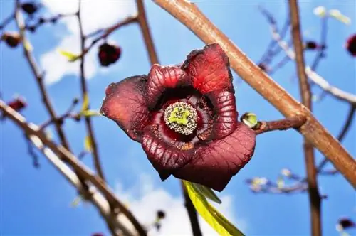 Pamumulaklak ng saging ng India