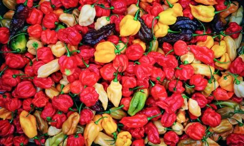 Habanero çeşitleri: En ilginç çeşitleri keşfedin