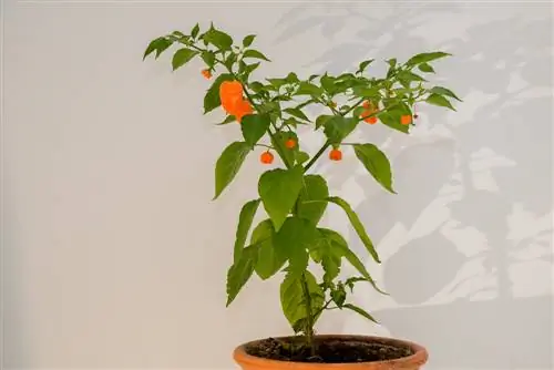 habanero overwintert