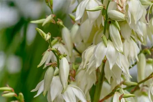 Yucca Gloriosa гүлү кандай көрүнөт жана качан гүлдөйт?