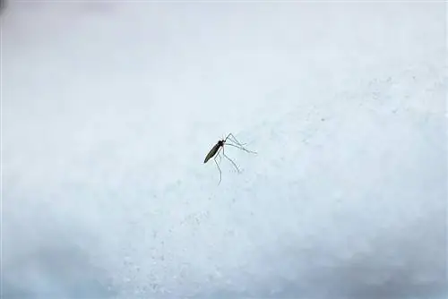 Mosquitoes overwinter: Where and how do they hide?